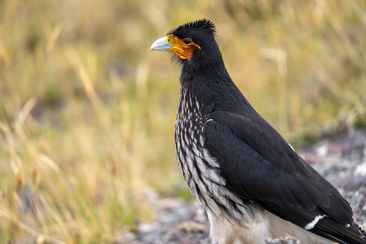 Carunculated Caracara - ML643940764