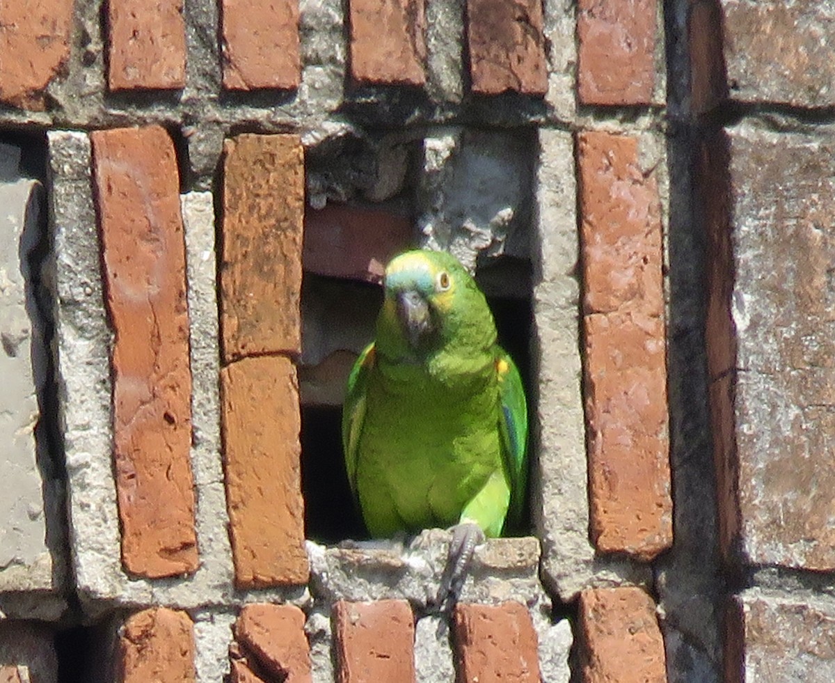 Turquoise-fronted Amazon - ML643940765