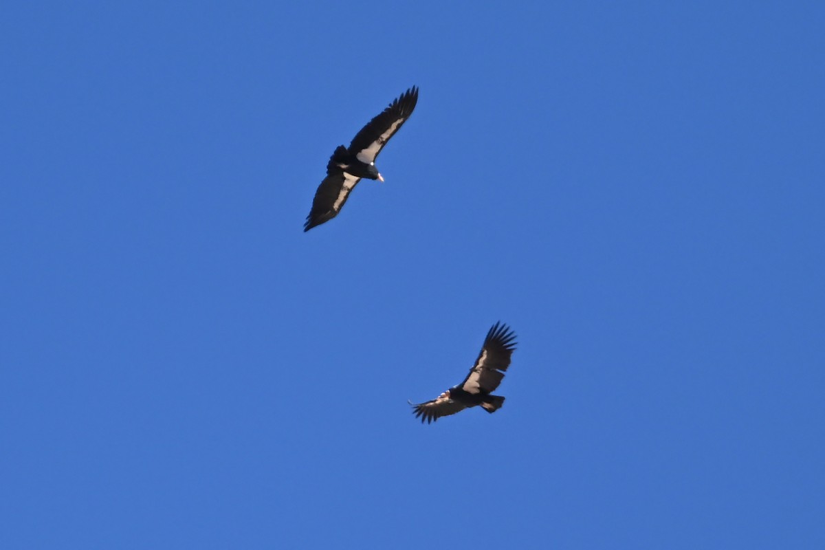 Condor de Californie - ML643940767