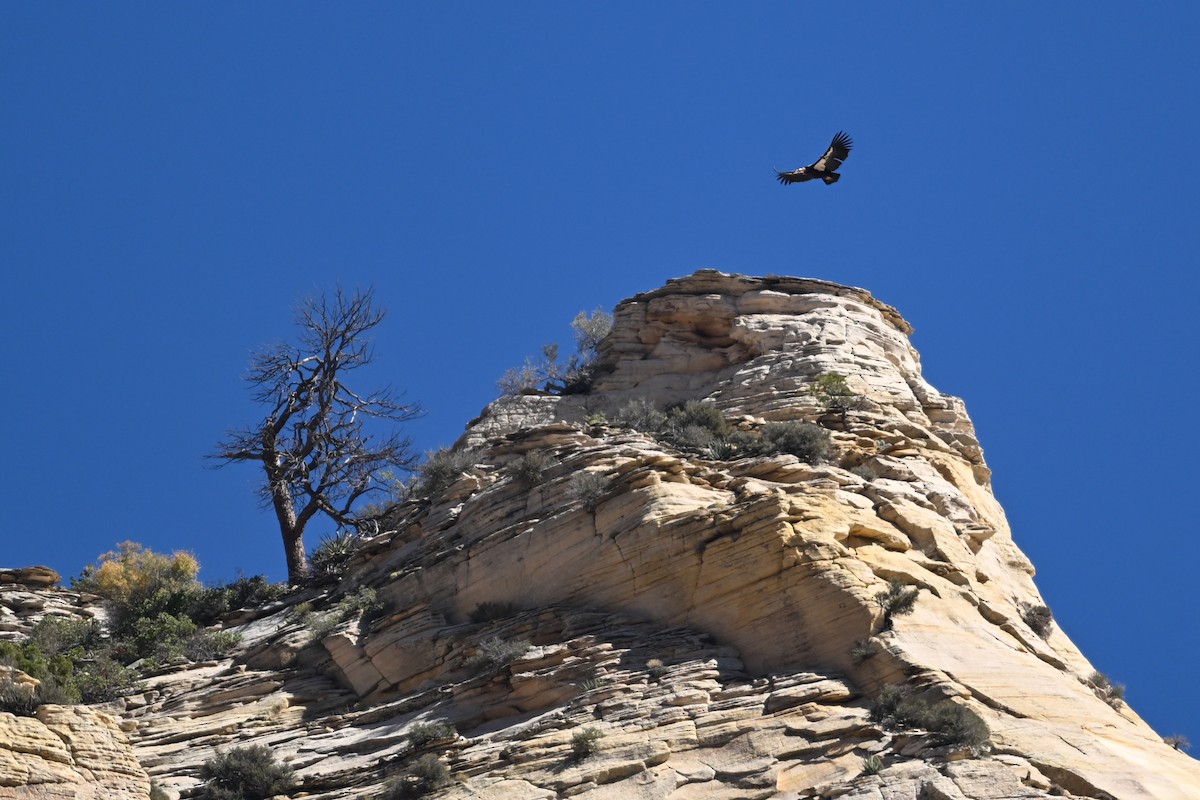 Condor de Californie - ML643940768