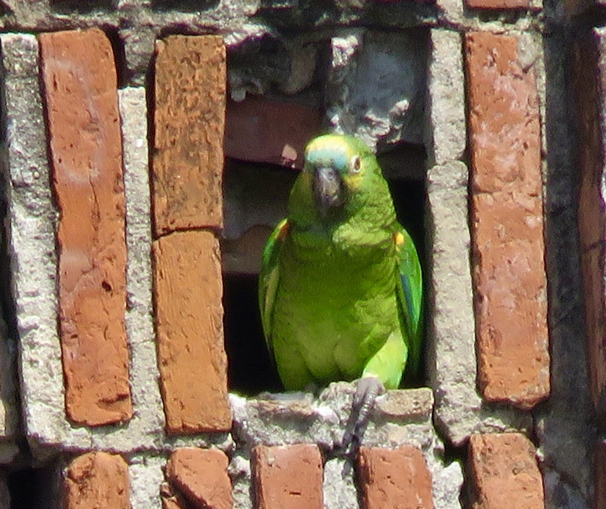Turquoise-fronted Amazon - ML643940786