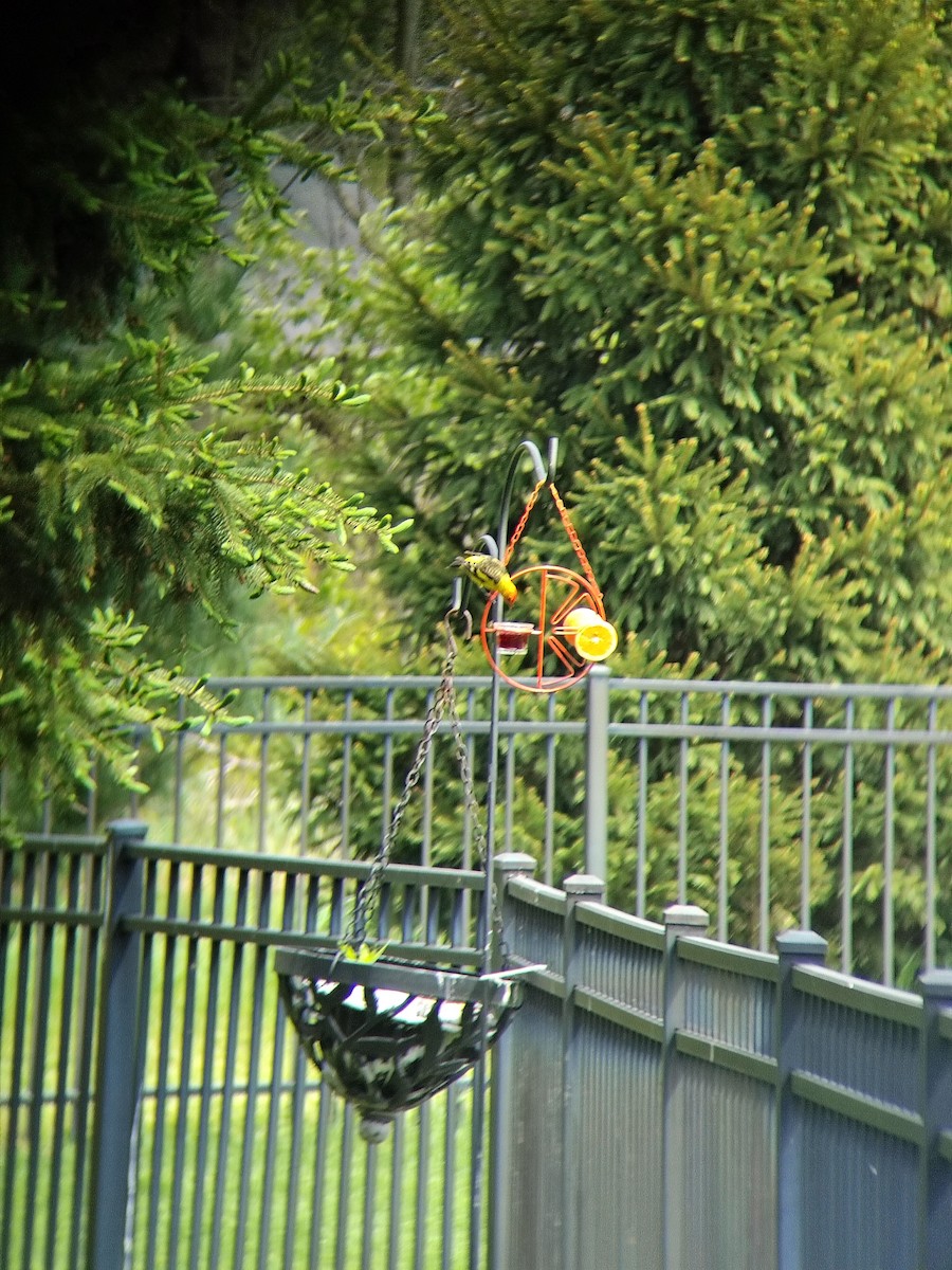 Western Tanager - ML643940787