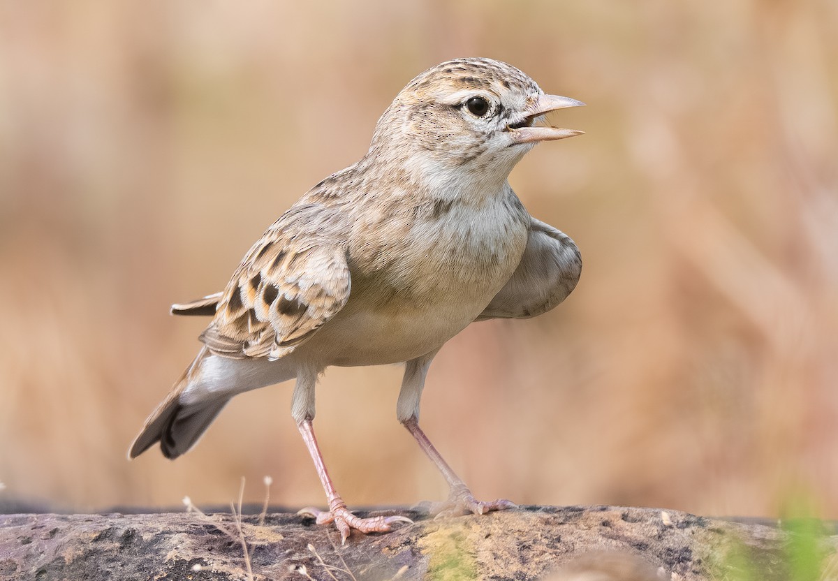 Alouette de Sykes - ML643940789