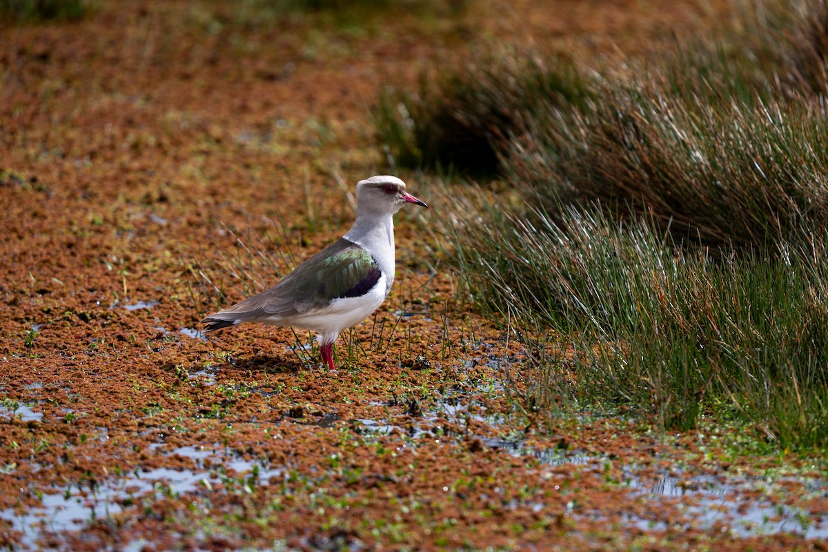 Andean Lapwing - ML643940795