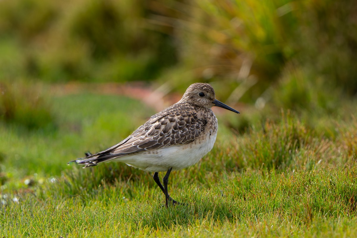 Байрдийн элсэг - ML643940798