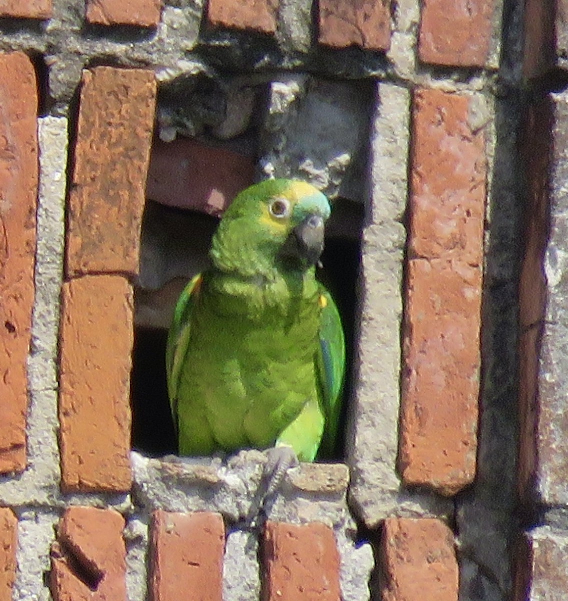 Turquoise-fronted Amazon - ML643940800