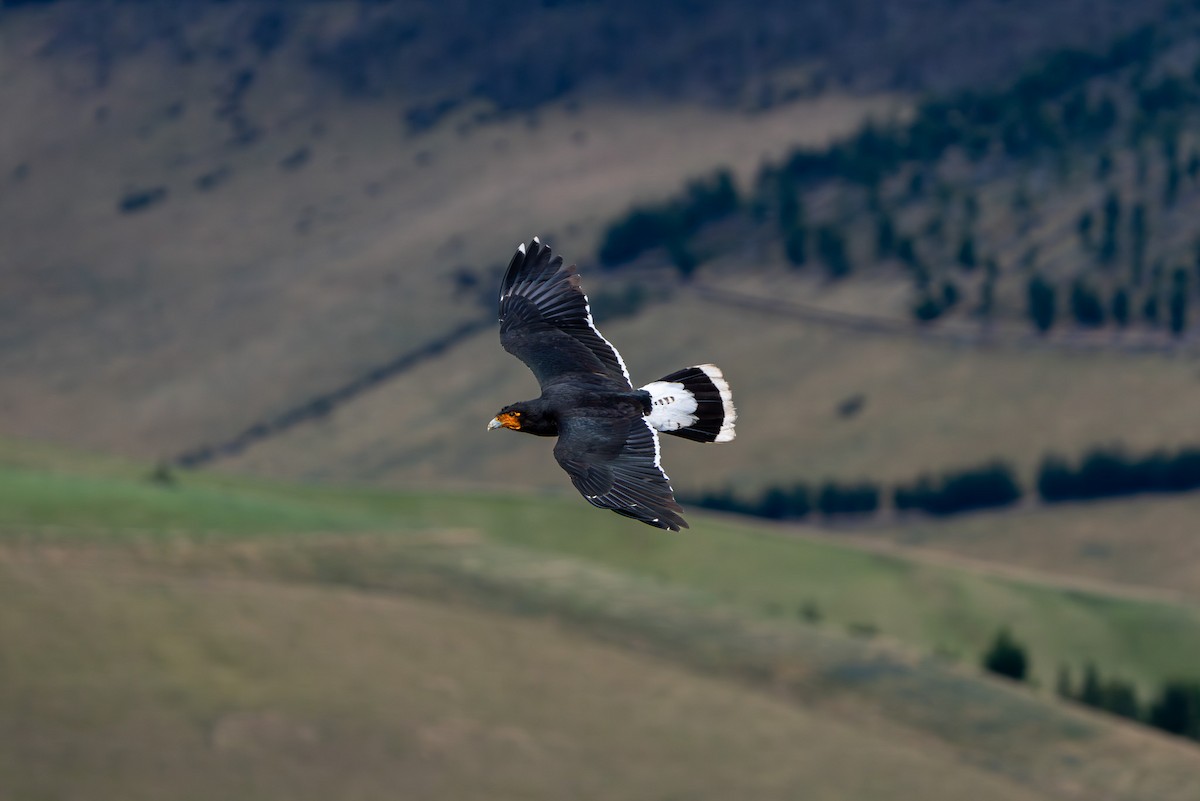 Carunculated Caracara - ML643940805