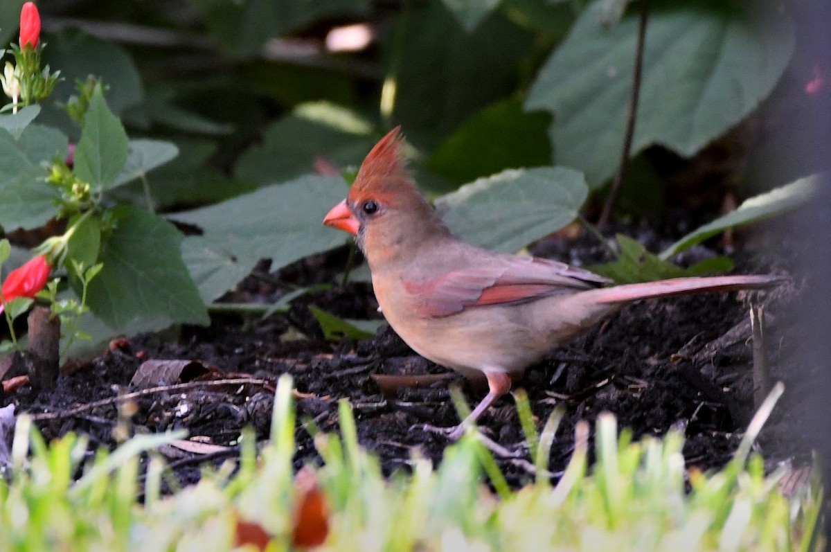 Northern Cardinal - ML643940806