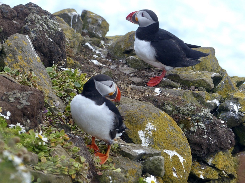 Atlantic Puffin - ML643940808