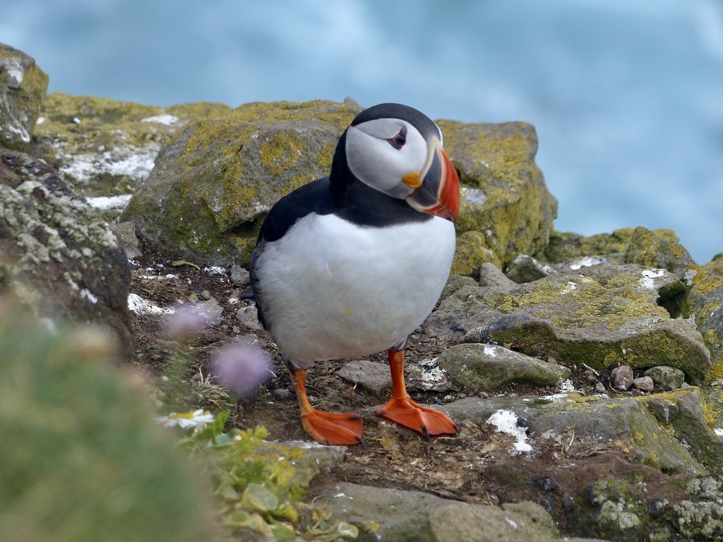 Atlantic Puffin - ML643940809
