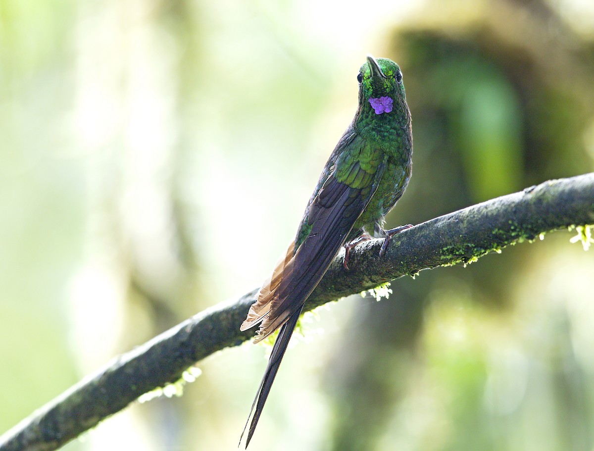 İmparator Pırıltı - ML643940811