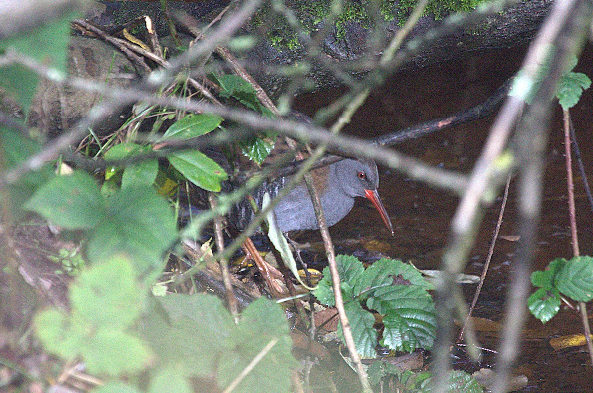 Water Rail - ML643940846