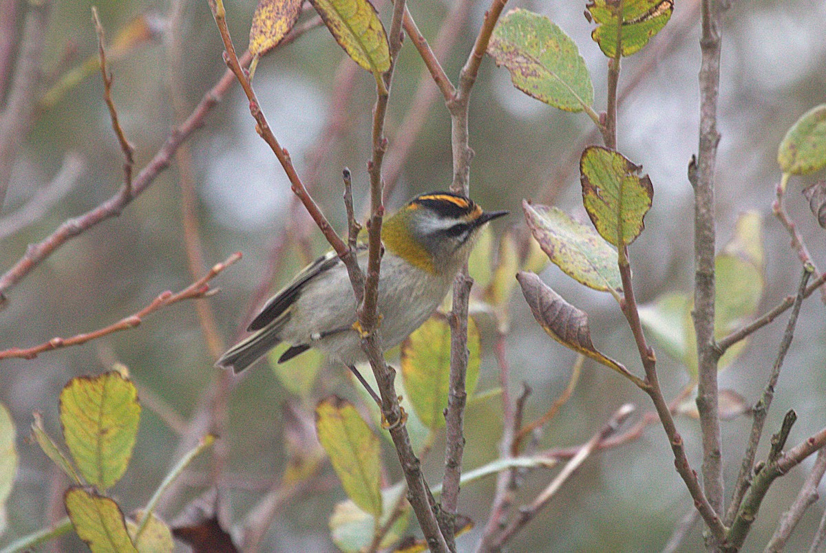 Common Firecrest - ML643940858