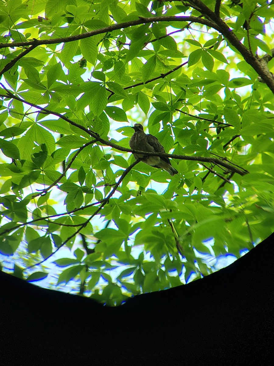 Mourning Dove - ML643940862