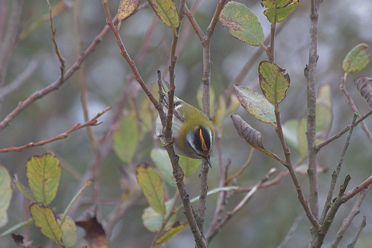Common Firecrest - ML643940864