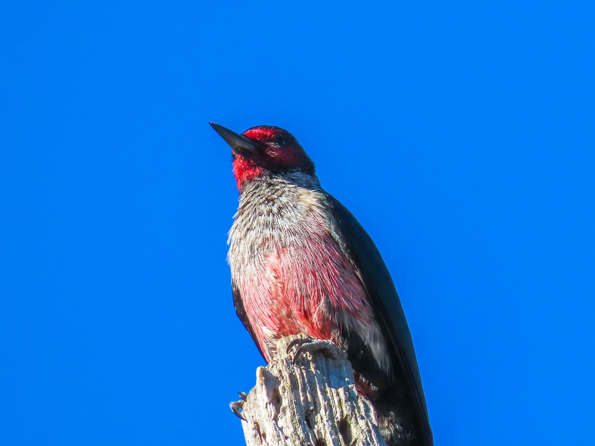 Lewis's Woodpecker - ML643940898