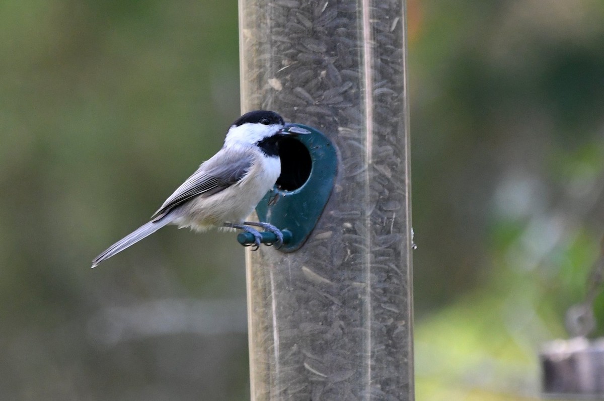 Carolina Chickadee - ML643940899