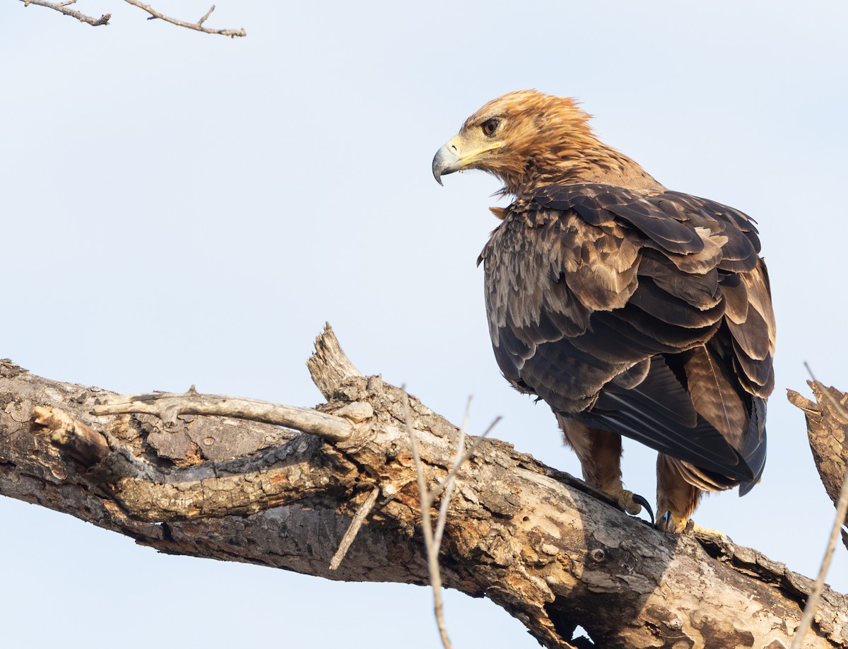 Tawny Eagle - ML643940943
