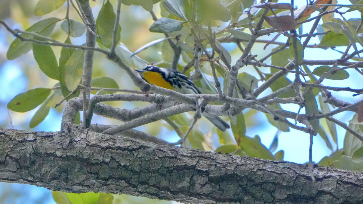 Yellow-throated Warbler - ML643940993