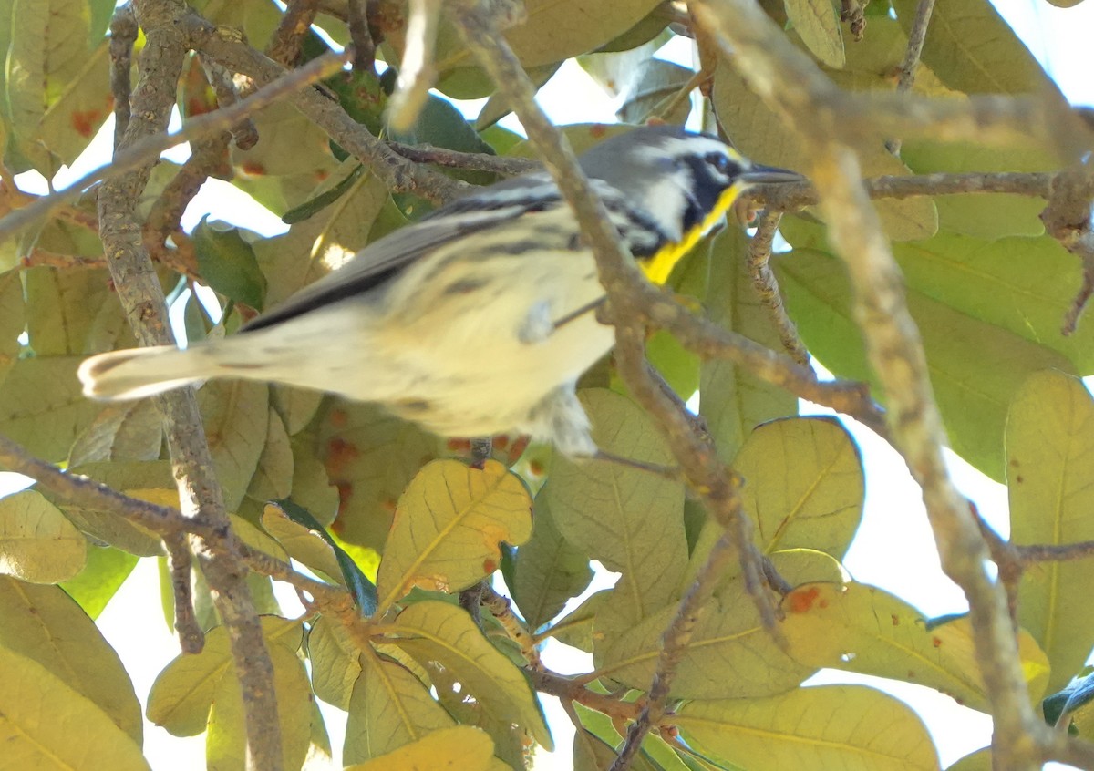 Yellow-throated Warbler - ML643940994