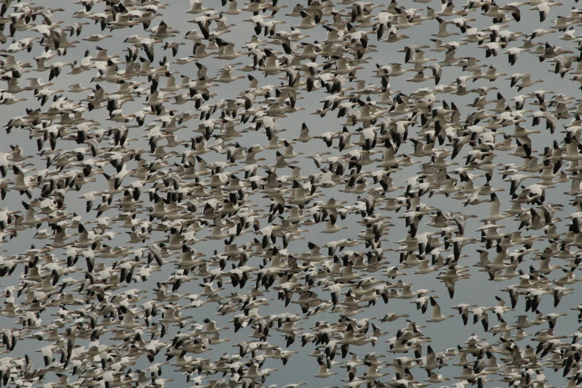 Snow Goose - ML643940997