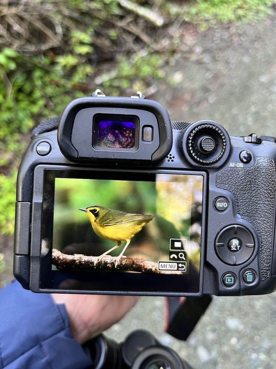 Kentucky Warbler - ML643941016