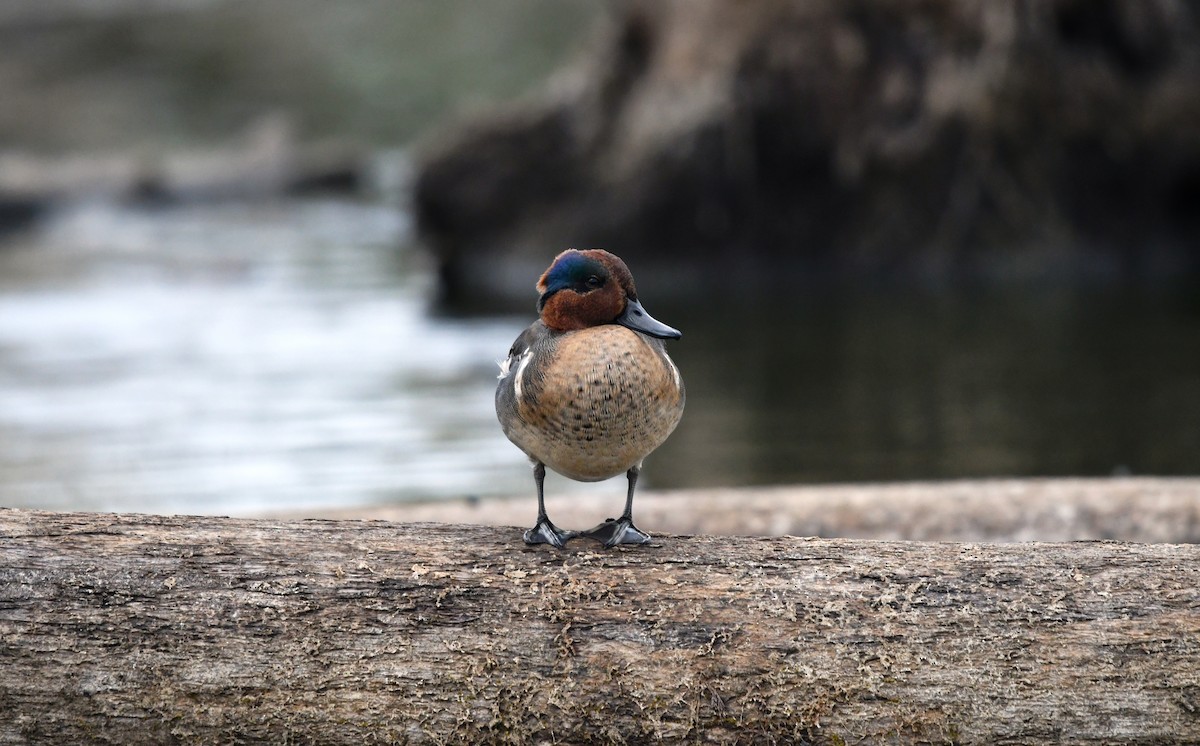 Çamurcun - ML643941031