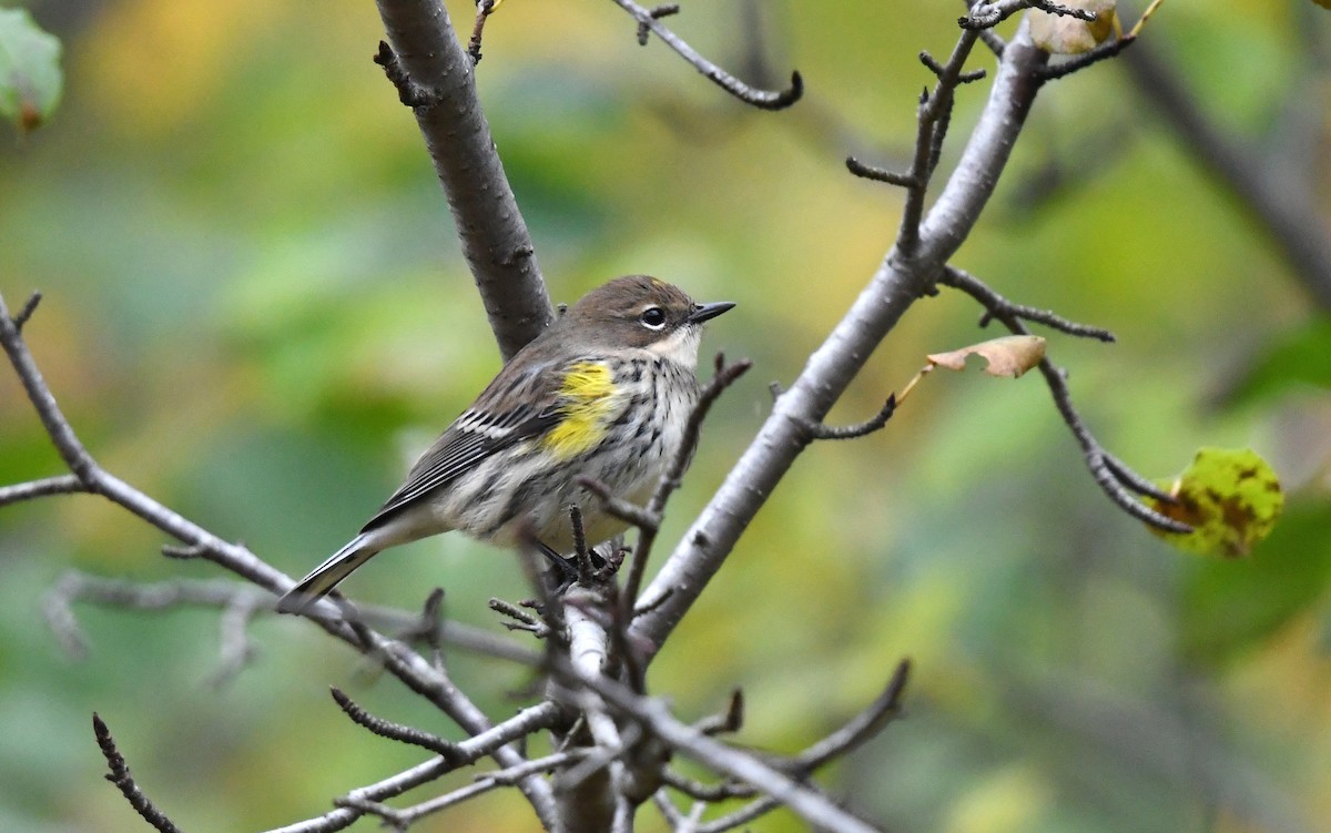 Taçlı Ötleğen - ML643941048