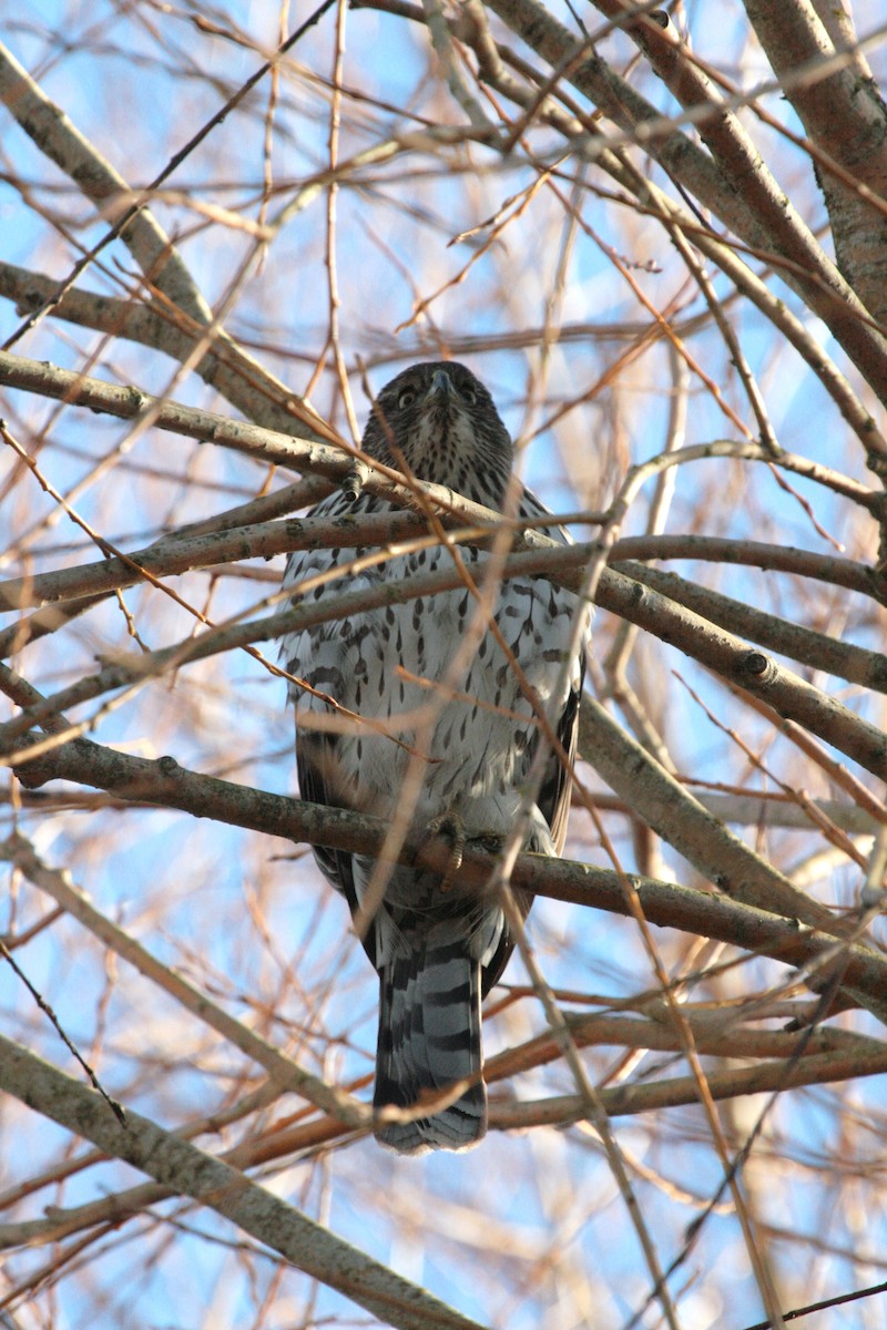 Cooper's Hawk - ML643941095