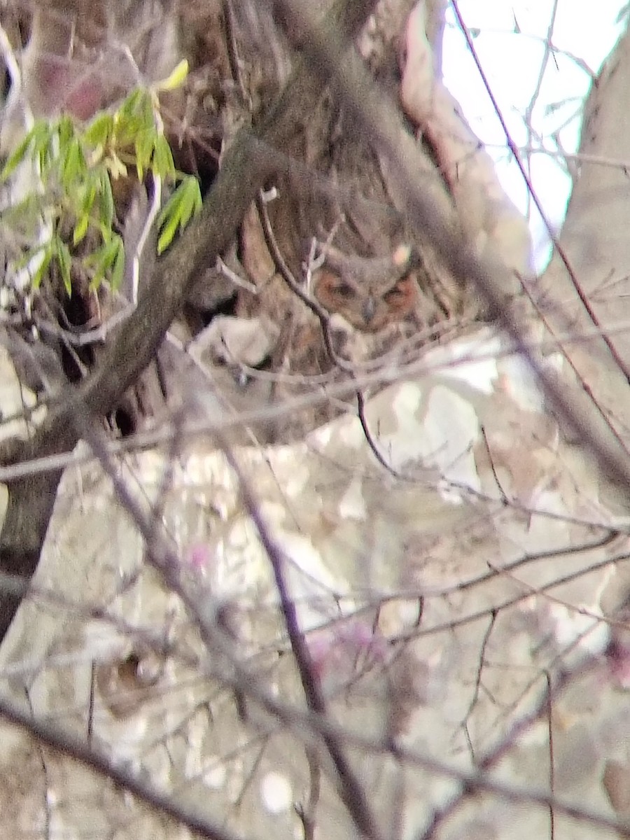 Great Horned Owl - ML643941097