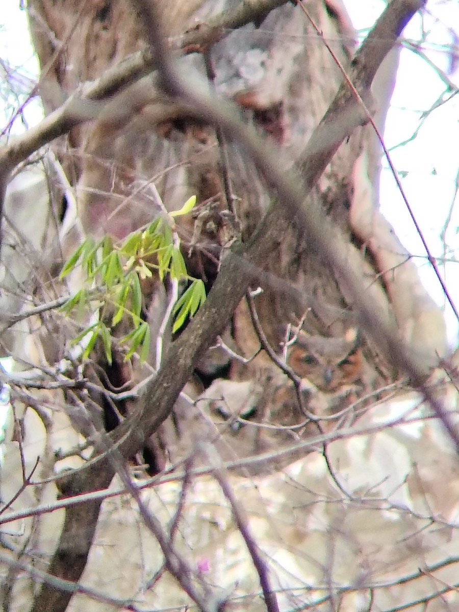 Great Horned Owl - ML643941098