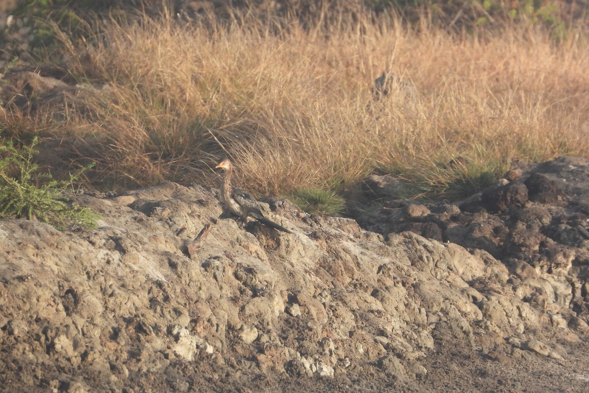 Reed Cormorant - ML643941102