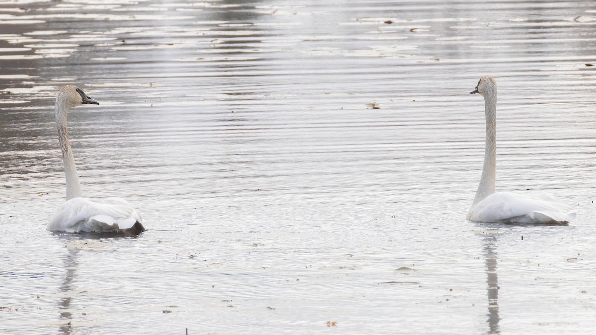 Trumpeter Swan - ML643941130