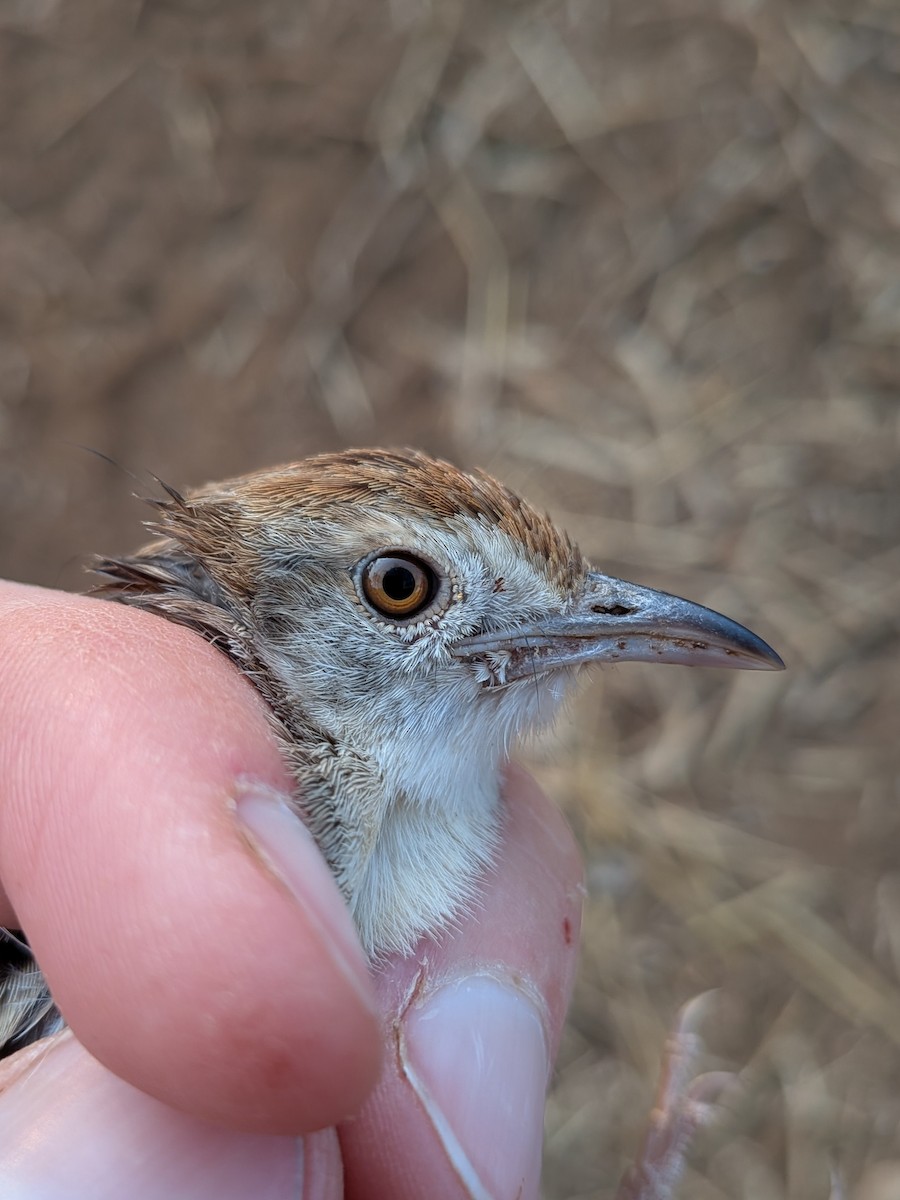 Rattling Cisticola - ML643941133