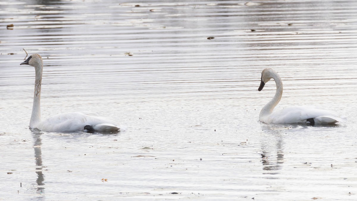 Trumpeter Swan - ML643941155