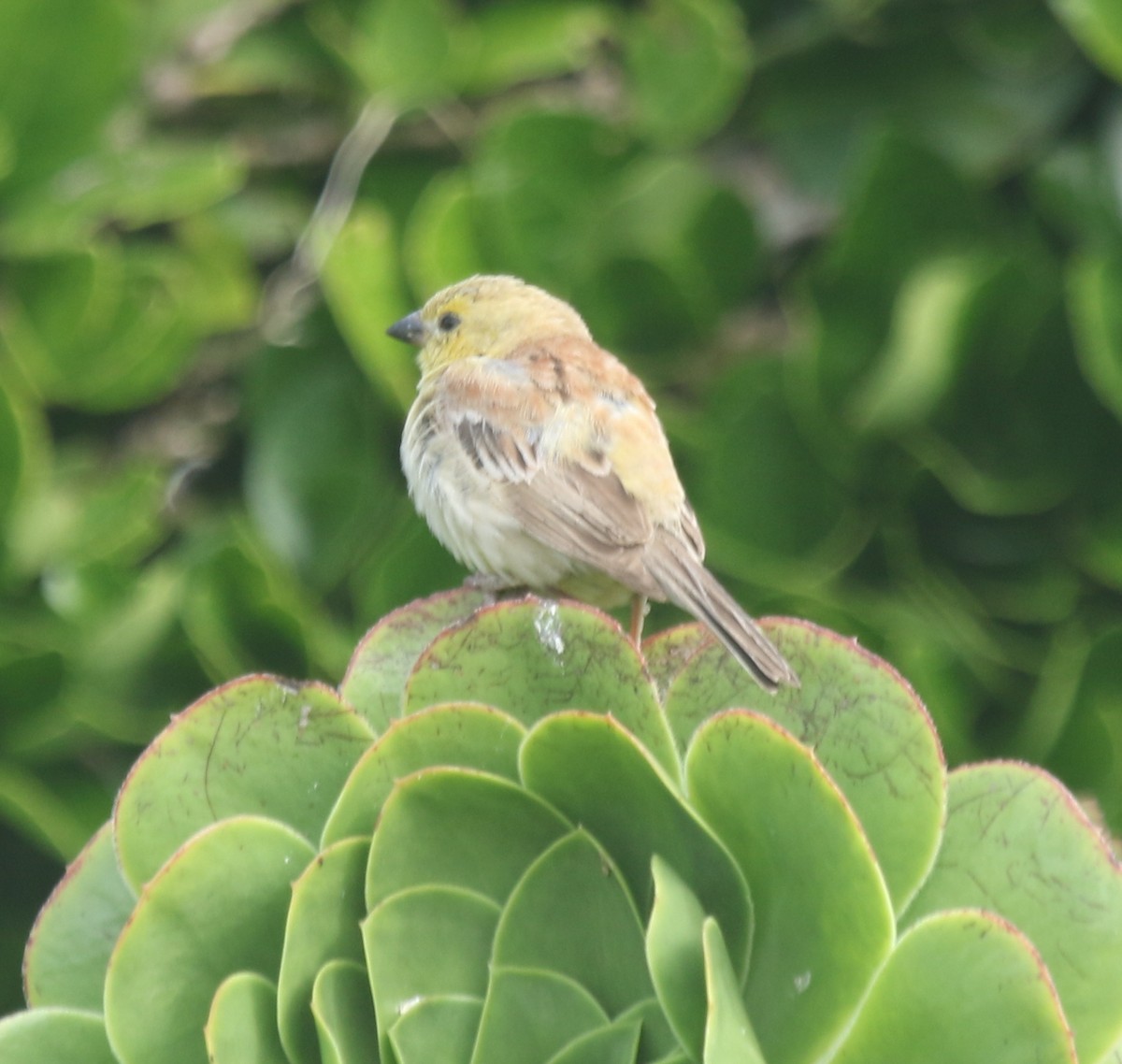 Moineau doré - ML643941168