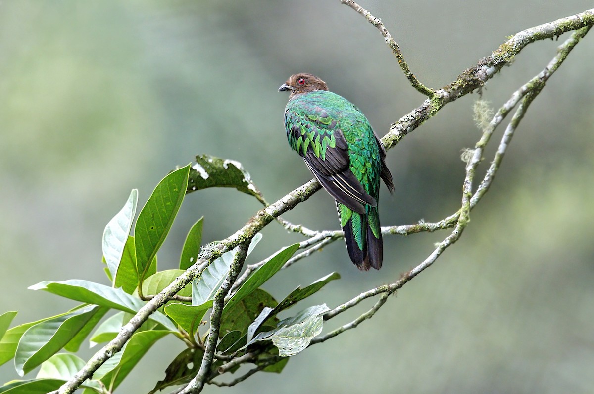 kvesal chocholkatý - ML643941169