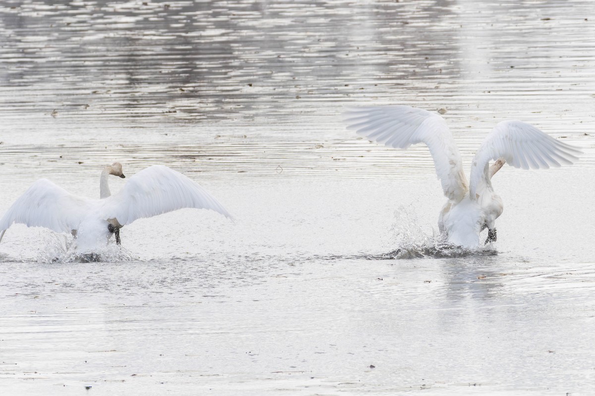 Trumpeter Swan - ML643941170