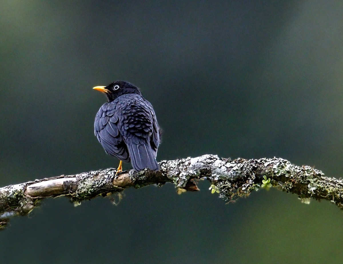 Mirlo Ojiblanco - ML643941176