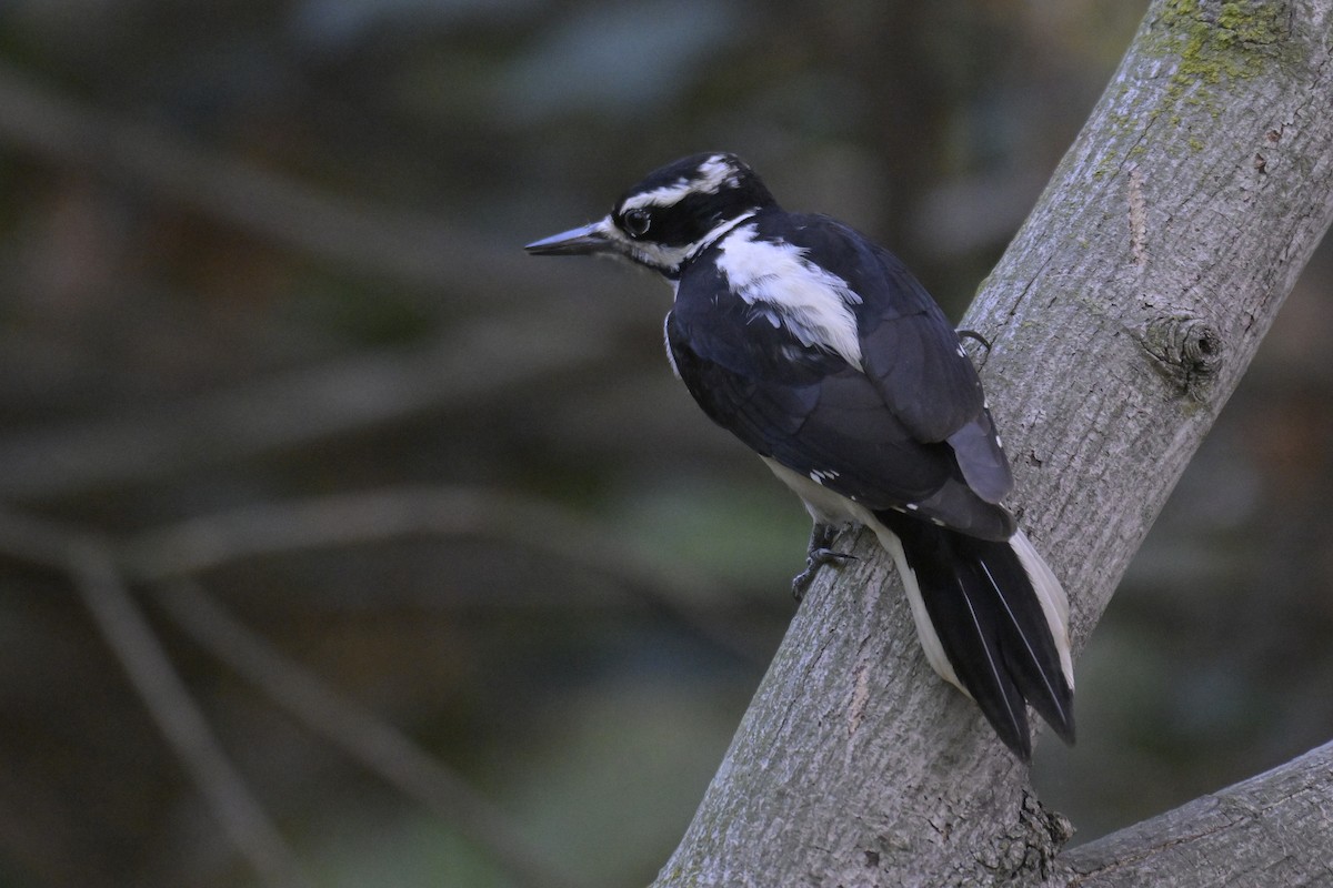 Hairy Woodpecker - ML643941178
