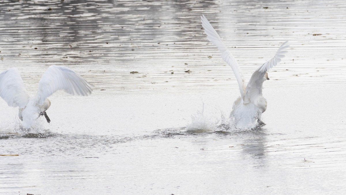 Trumpeter Swan - ML643941183