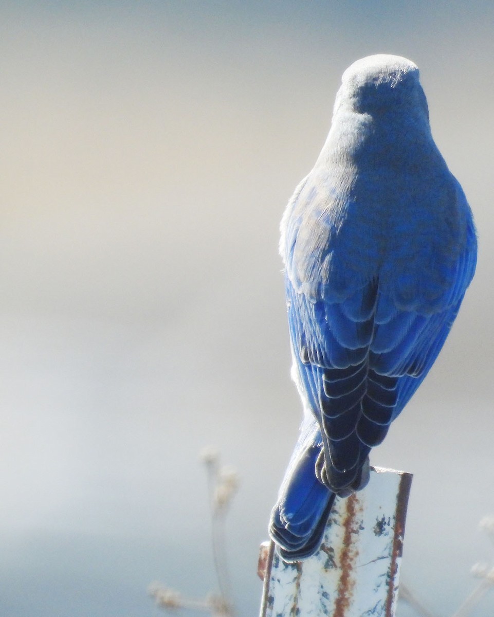 Mountain Bluebird - ML643941203