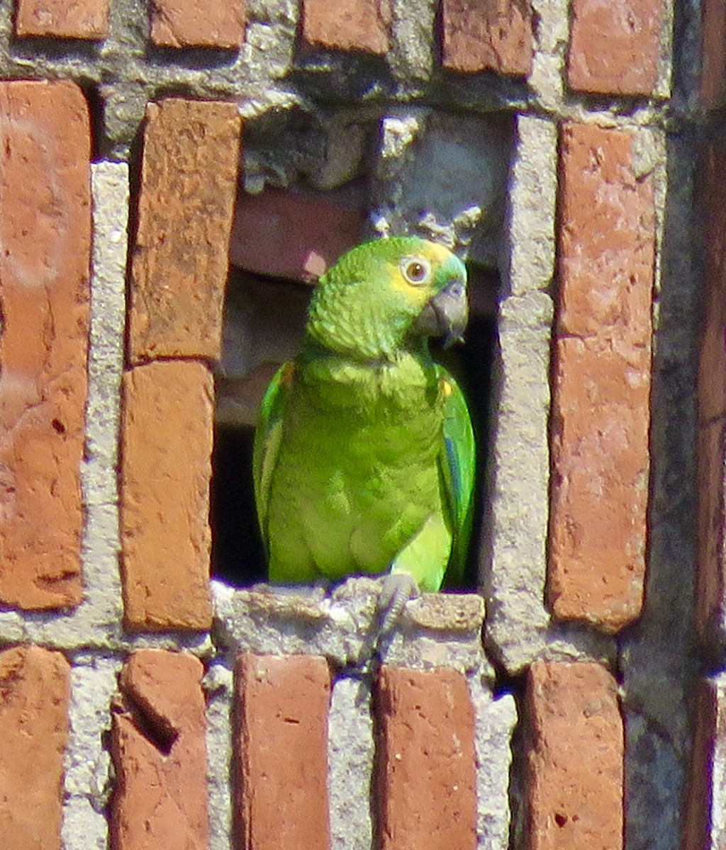 Turquoise-fronted Amazon - ML643941207