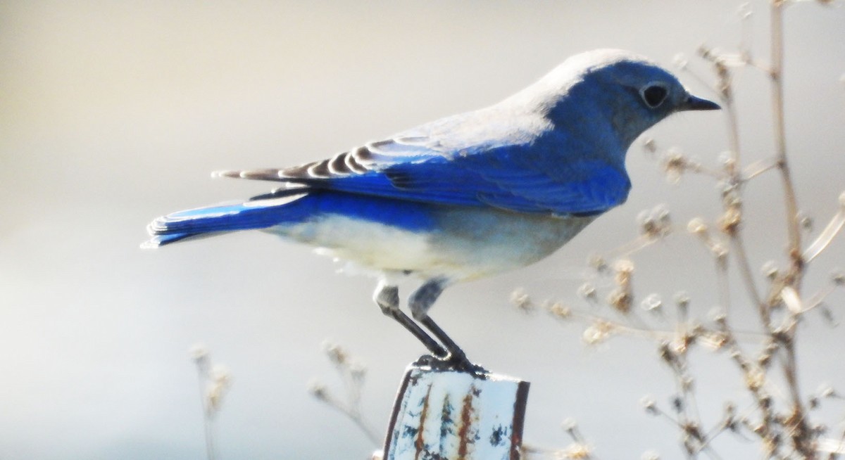 Mountain Bluebird - ML643941209