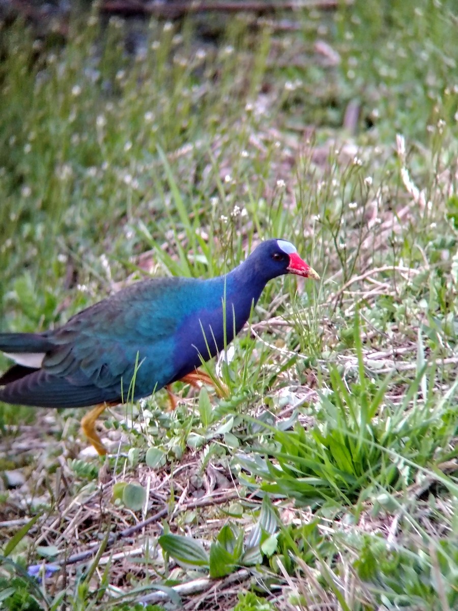 Purple Gallinule - ML643941224
