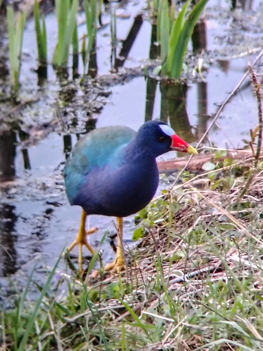 Purple Gallinule - ML643941225