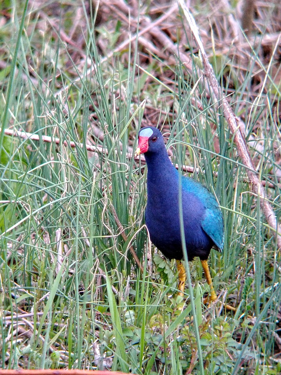 Purple Gallinule - ML643941226