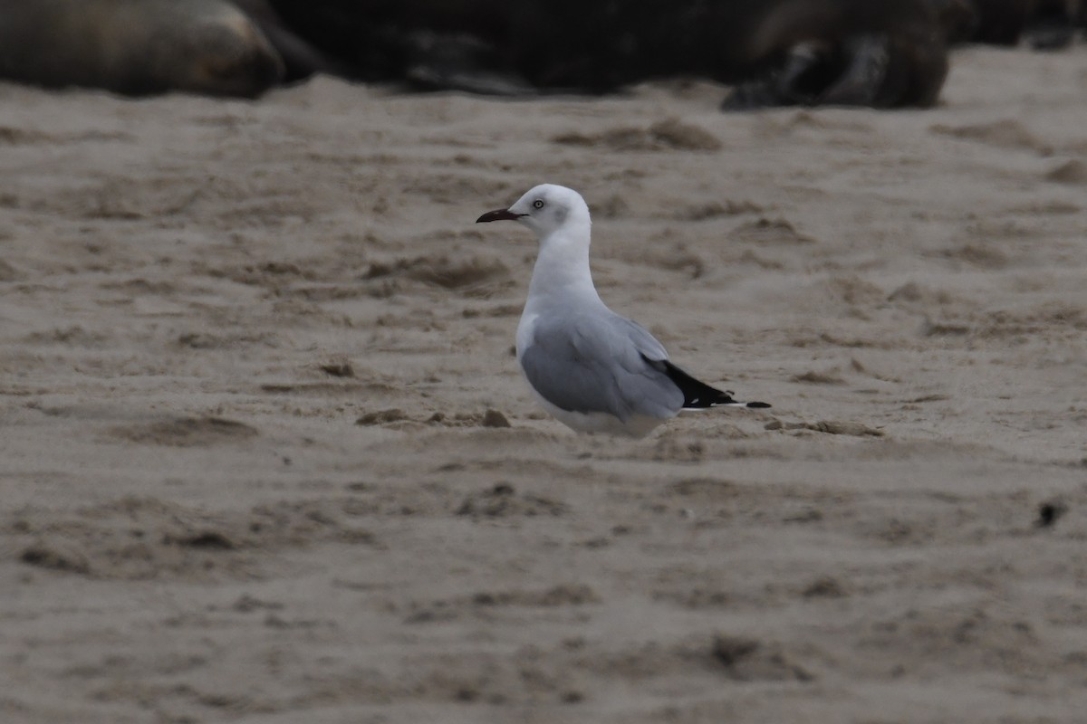 Hartlaub's Gull - ML643941256