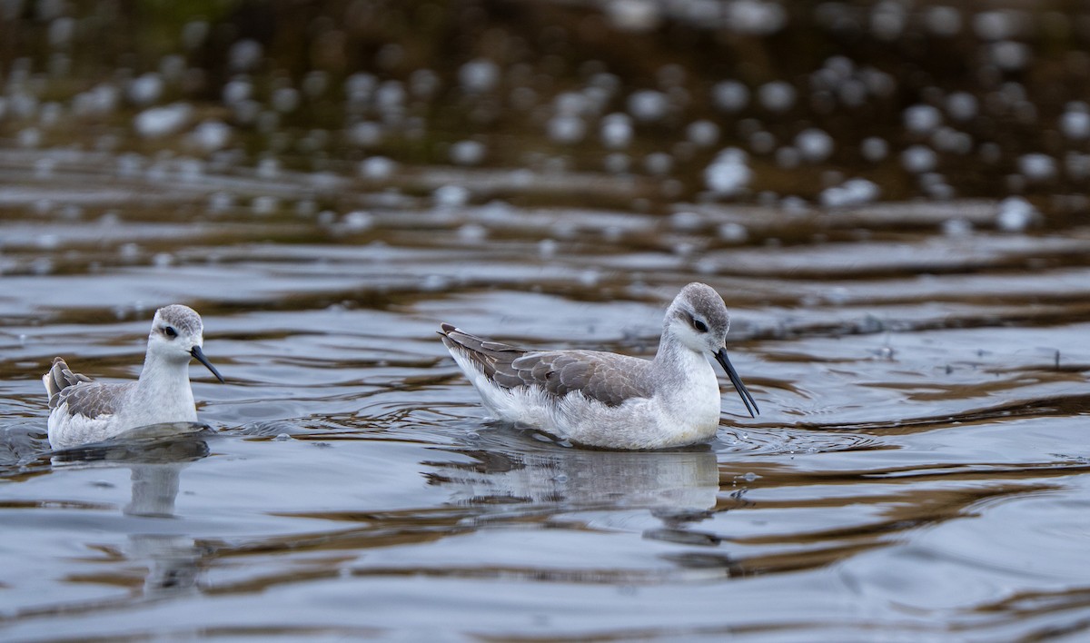 Wilson's Phalarope - ML643941261
