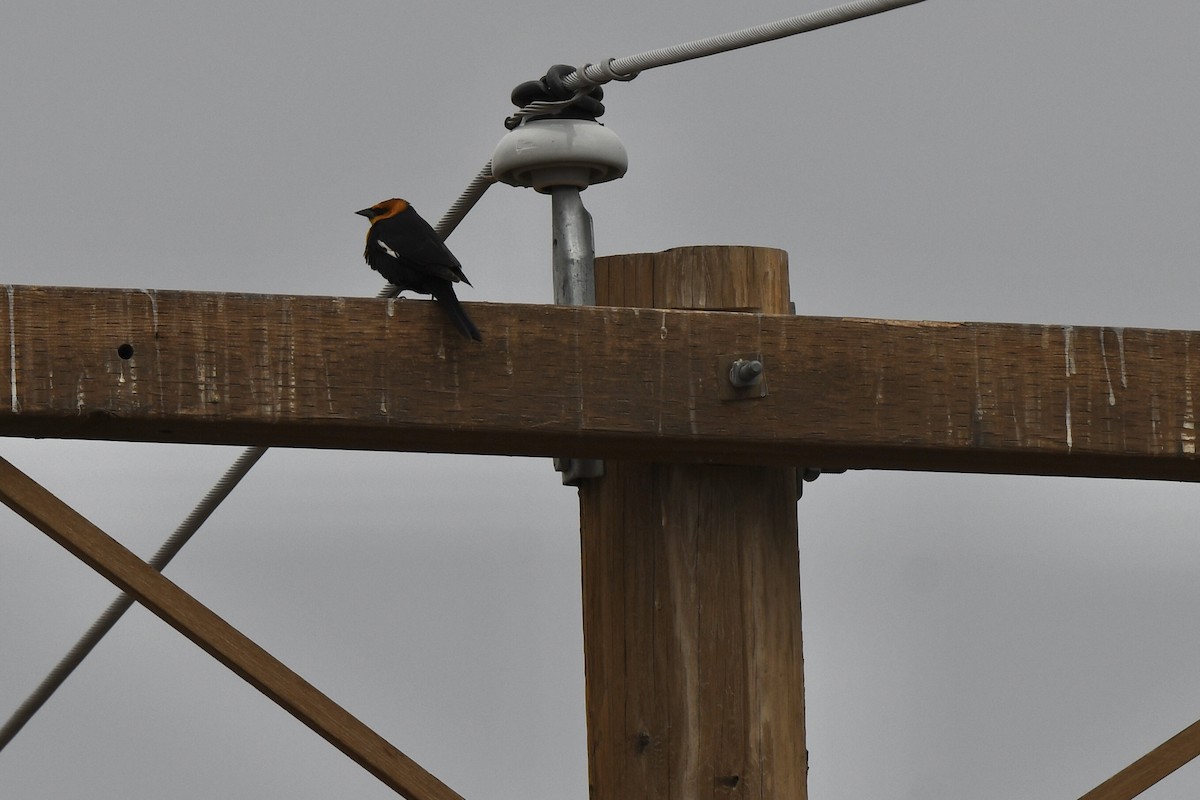 Yellow-headed Blackbird - ML643941265